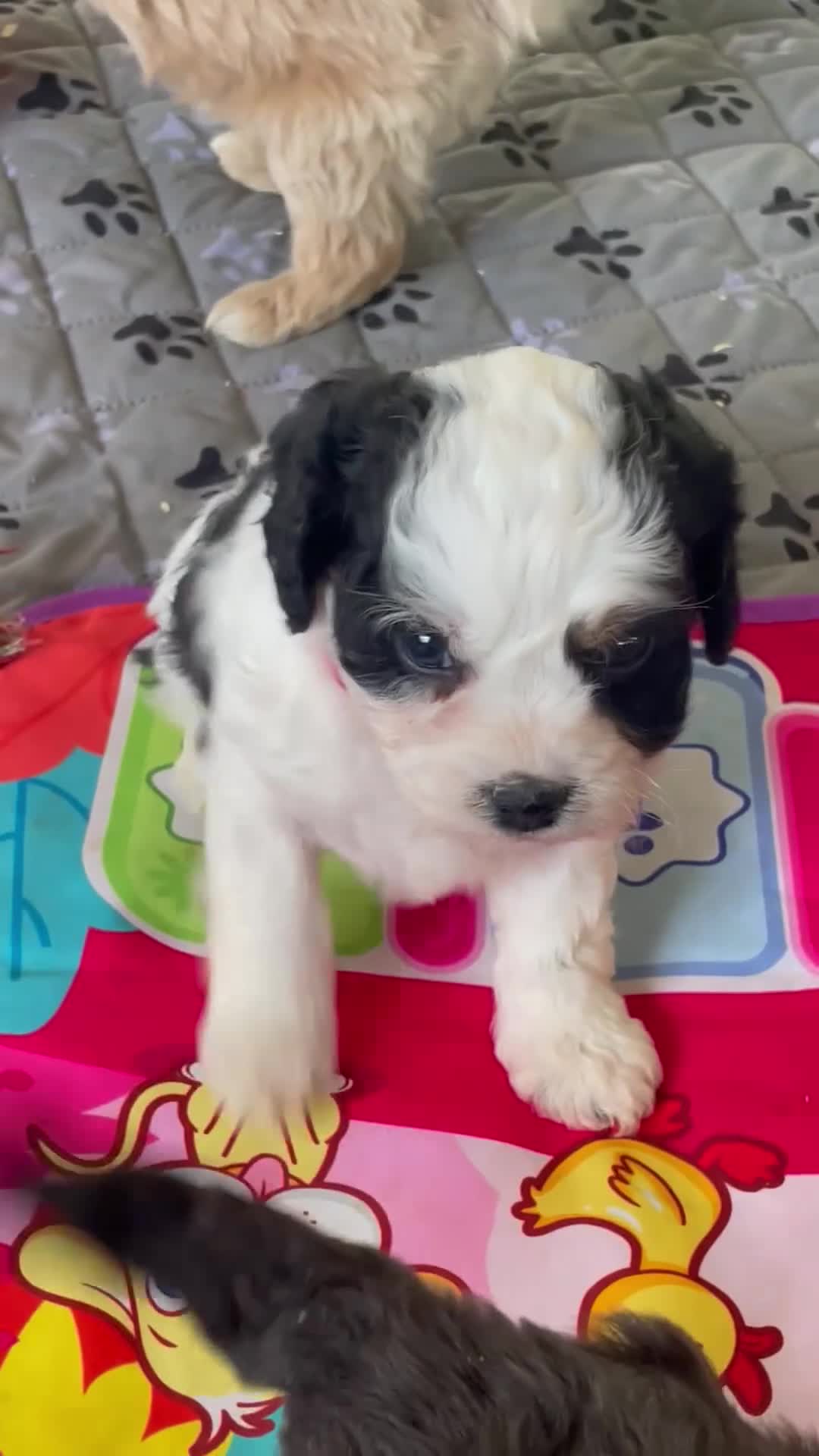Cavapoo dogs for sale: Ms. Darla - Video 6