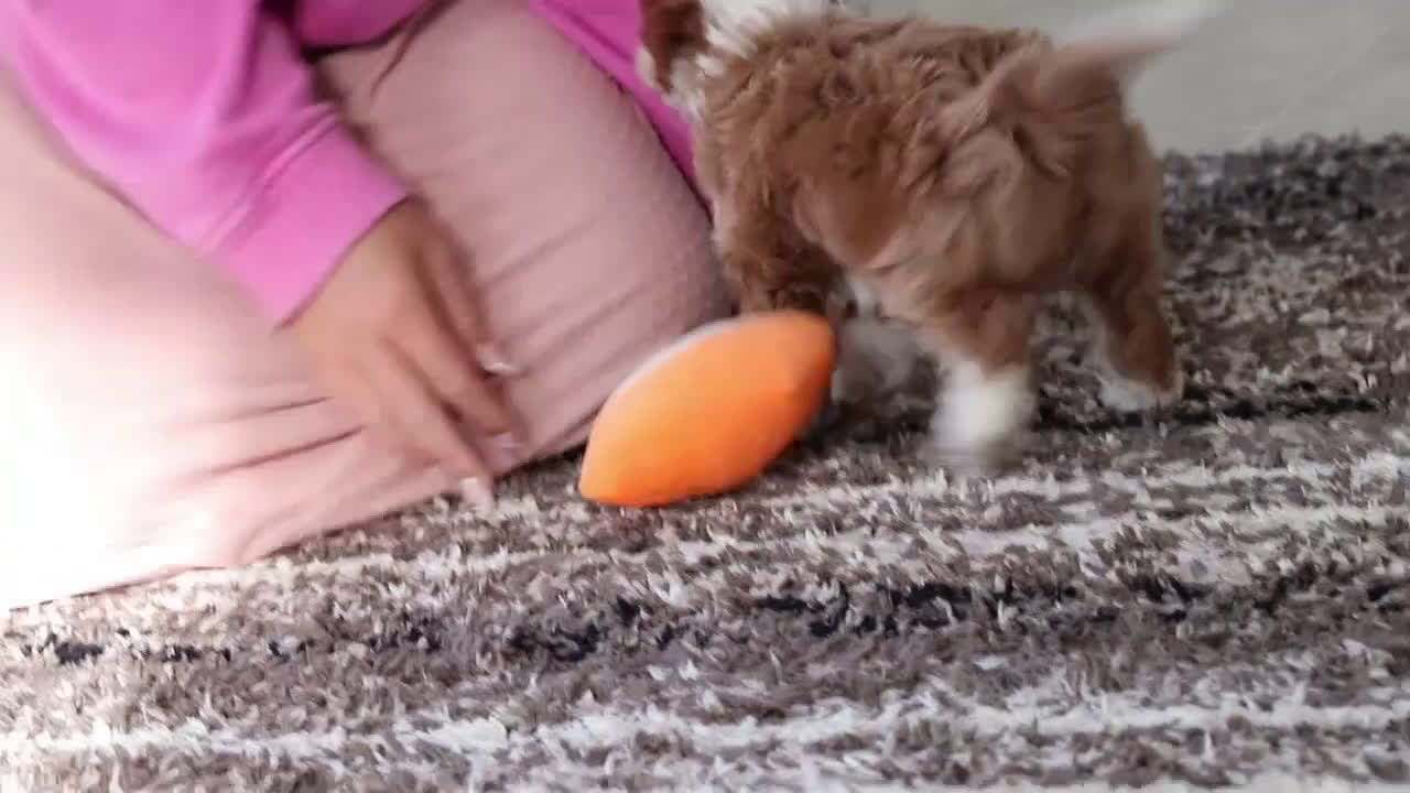 Cavapoo dogs for sale: Angel - Video 1