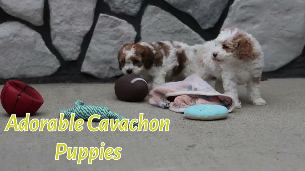 Cavachon dogs for sale: Hailey🌸 - Video 1