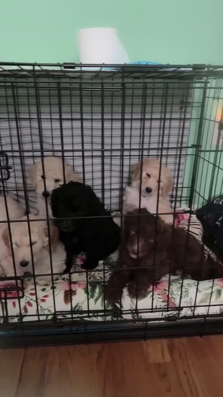 Standard Poodle dogs for sale: Standard Poodle Puppy 4 - Video 1