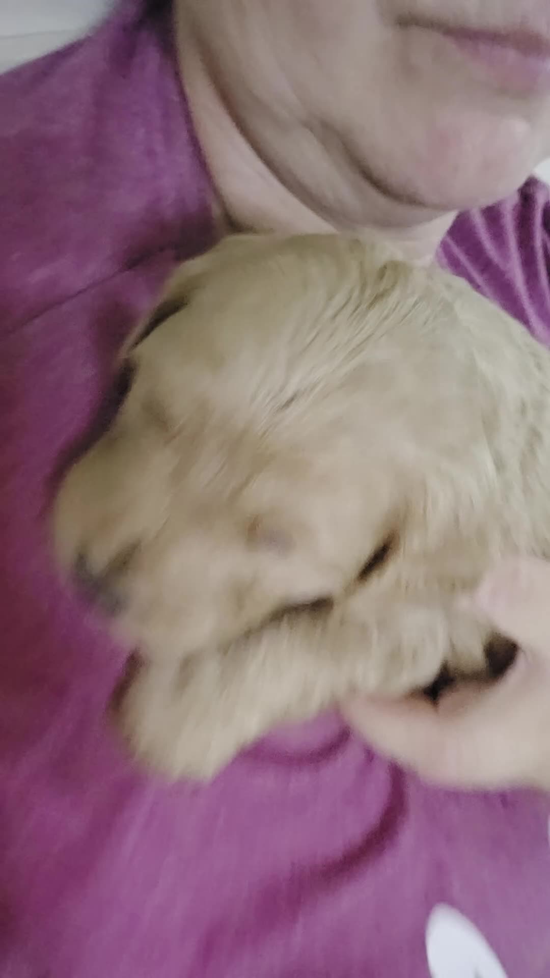 Mini Goldendoodle dogs for sale: Oak - Video 1