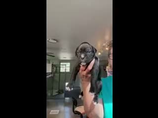 Boxer dogs for sale: Belle AKC Seal Brindle Boxer - Video 1