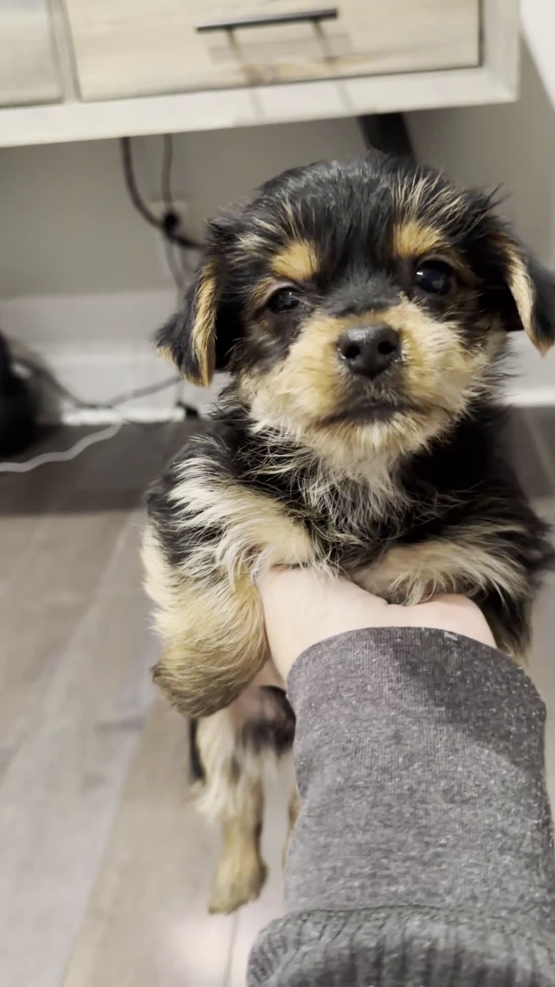 Yorkshire Terrier dogs for sale: Koda - POTTY And CRATE TRAINING NOW HOME RAISED - Video 2