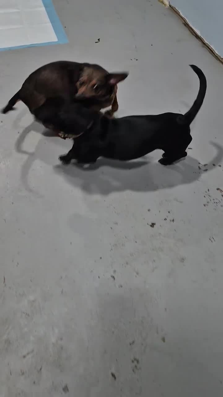 Dachshund dogs for sale: Dachshund 1 - Video 1