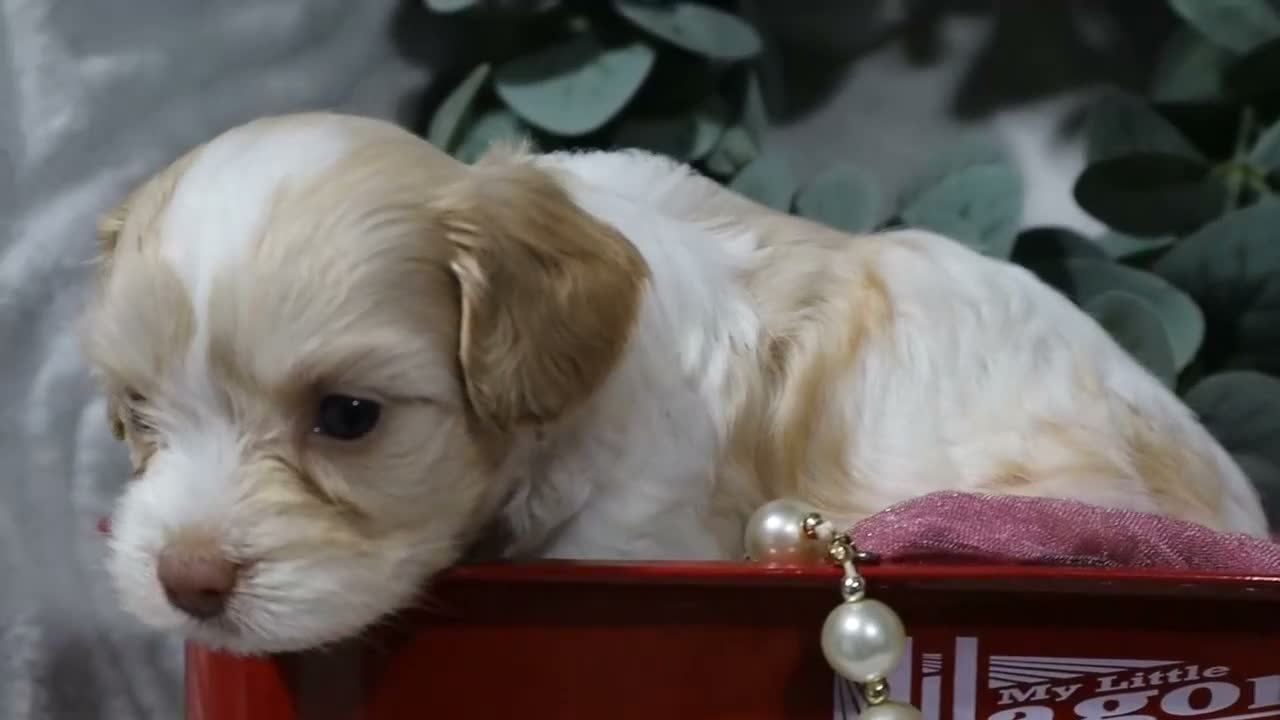 Cavapoo dogs for sale: Bliss - Video 1