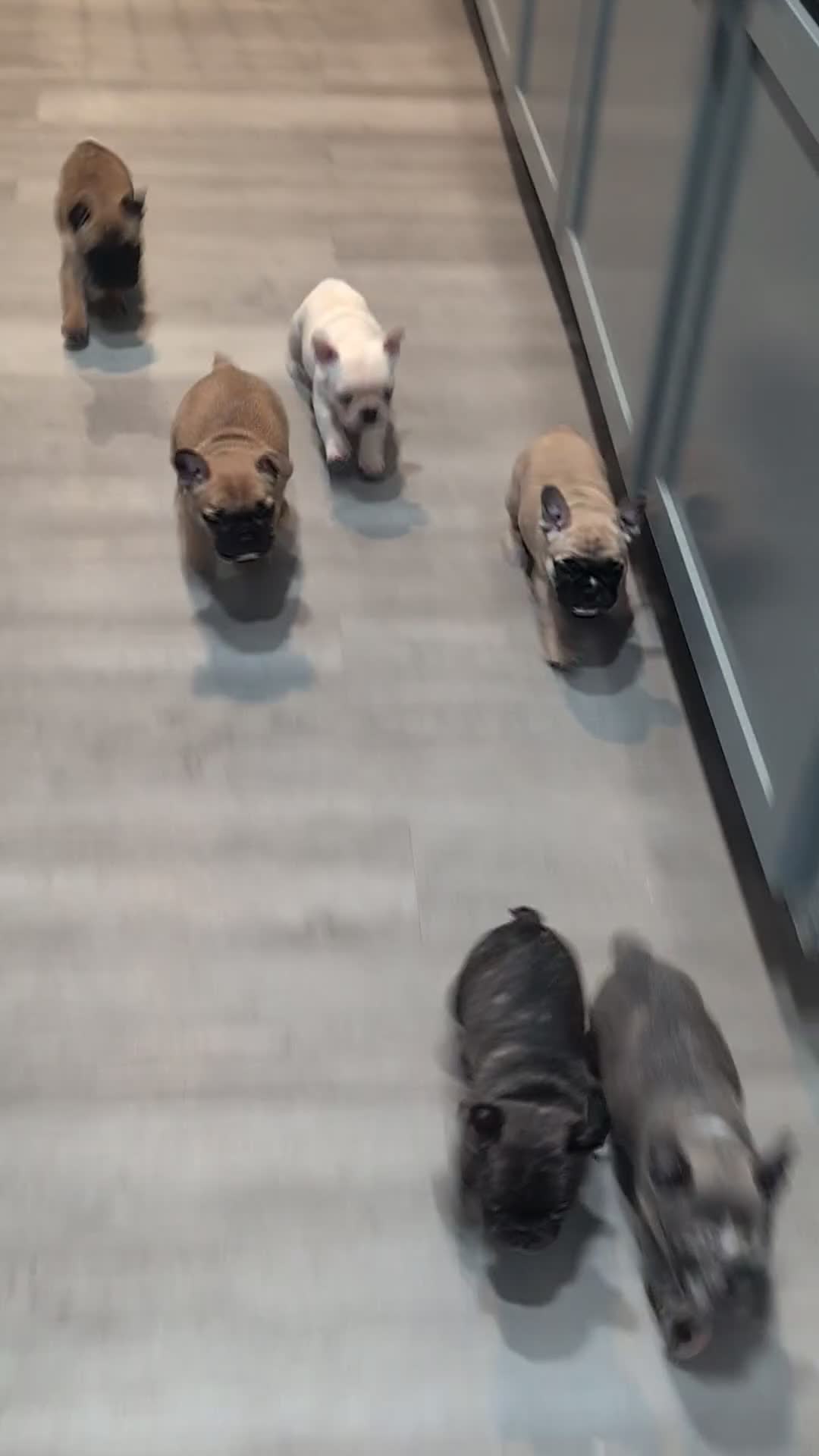 French Bulldog dogs for sale: French Bulldog Boy #1 - Video 1