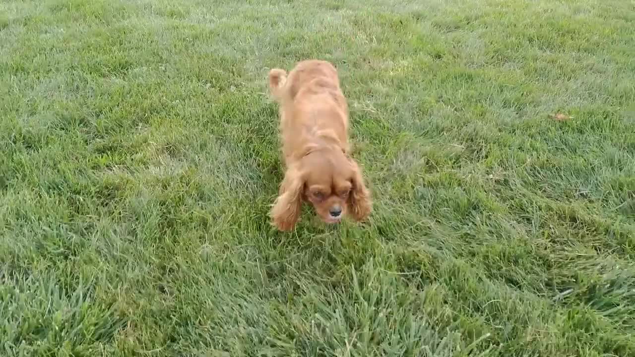 Cavalier King Charles Spaniel dogs for sale: Gracie - Video 1