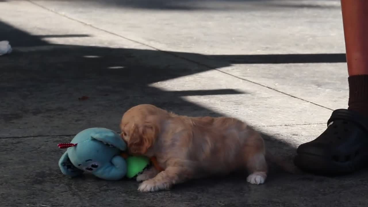 Cavapoo dogs for sale: Rubble - Video 4