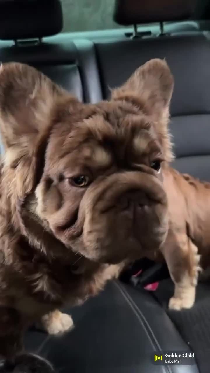 French Bulldog dogs for sale: French Bulldog 4 Hershey  - Video 1