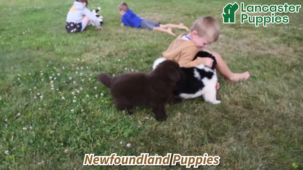 Newfoundland dogs for sale: Mason - Video 1