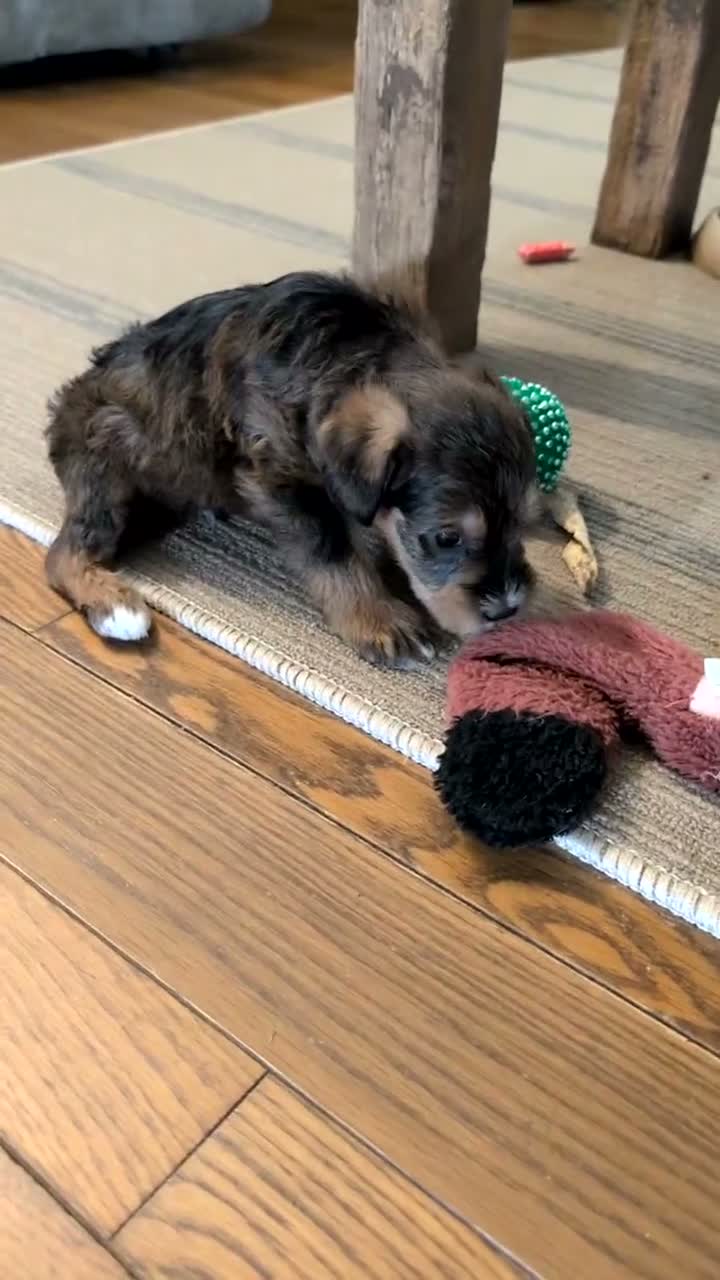 Schnoodle dogs for sale: Rocco - Video 1