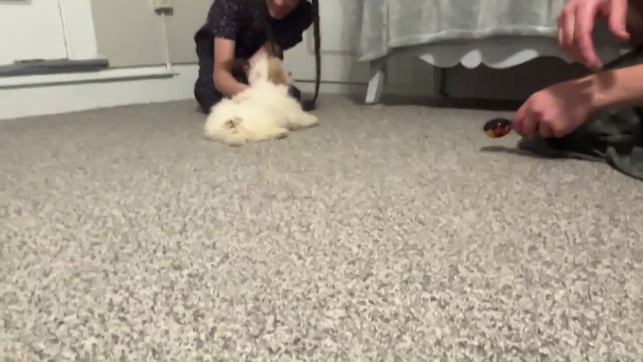 Maltipoo dogs for sale: Brianna - Video 1