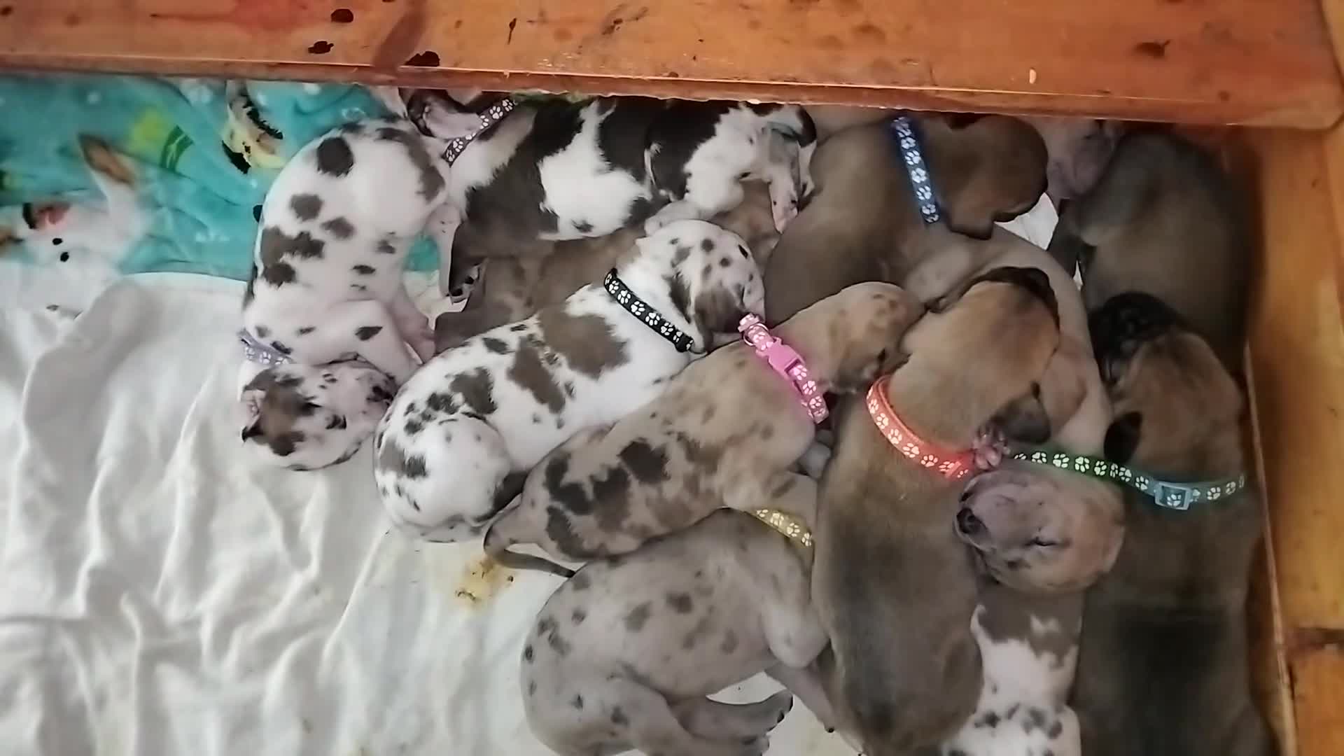 Great Dane dogs for sale: Great Dane  - Black Collar - Fawnequin - Video 5