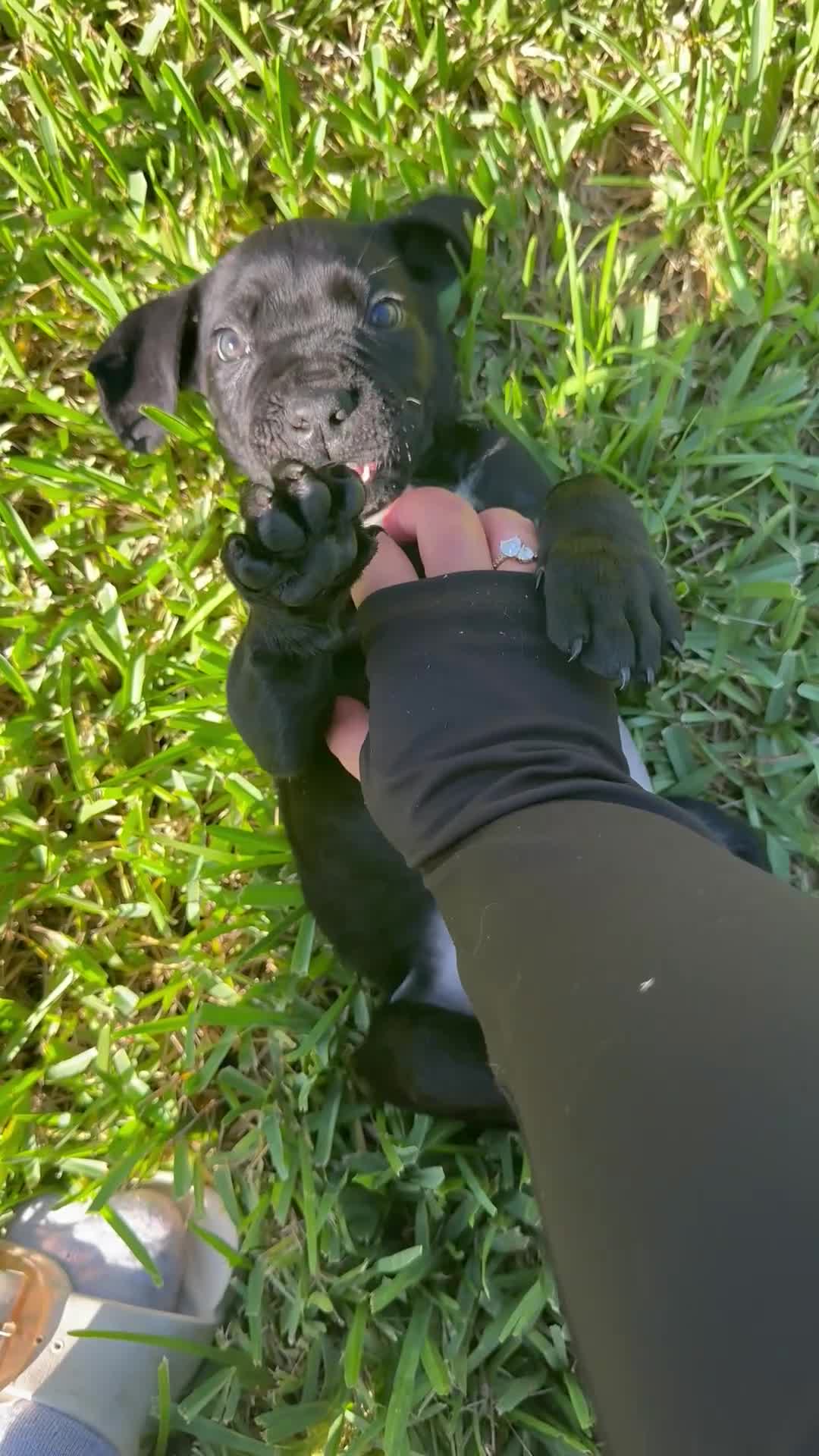 Cane Corso dogs for sale: Cane Corso 1 - Video 1