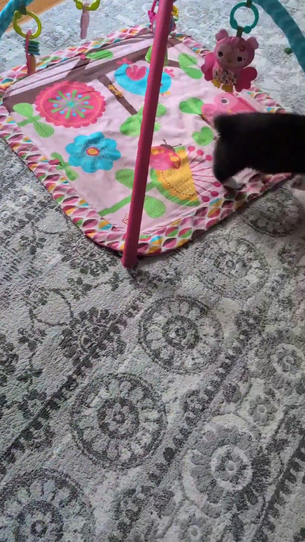 Welsh Corgi Pembroke dogs for sale: Felicity  - Video 1