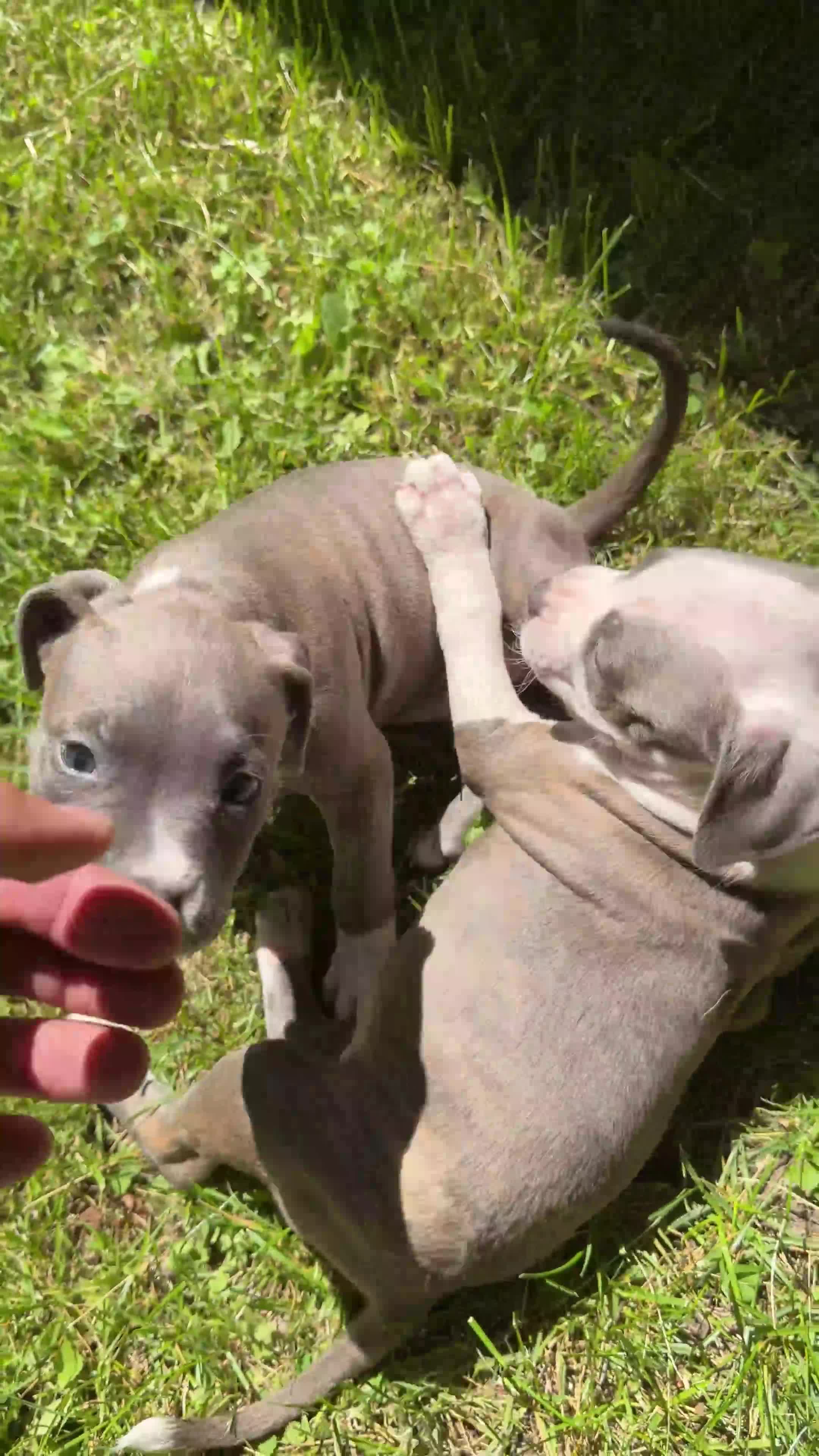 American Pit Bull Terrier dogs for sale: American Pit Bull Terrier 2 - Video 1