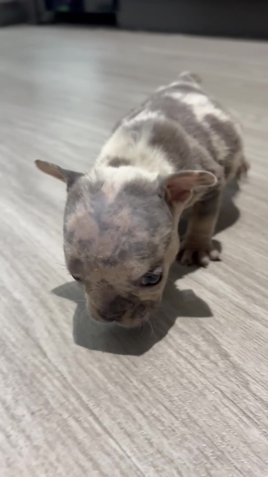 American Bully dogs for sale: American Bully 5 - Video 1