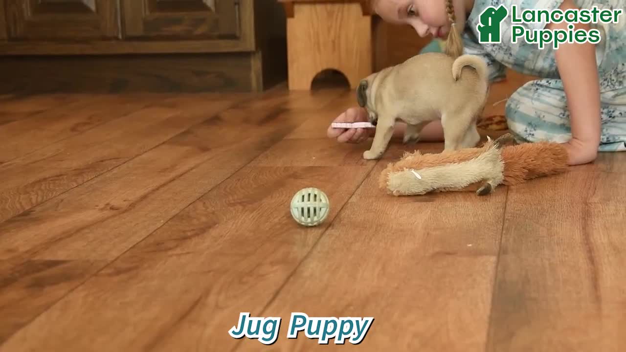 Jug dogs for sale: Kandy  - Video 1