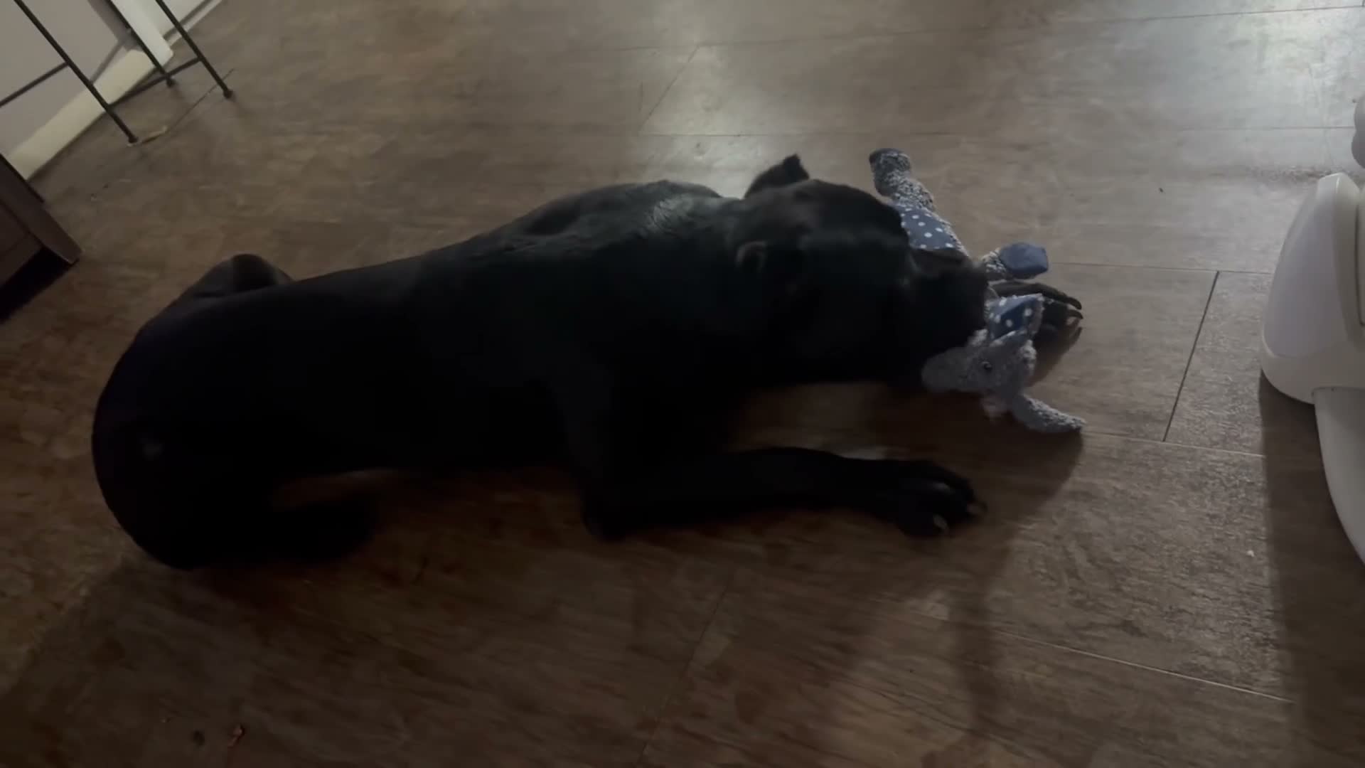 Cane Corso dogs for sale: Cane Corso we - Video 1