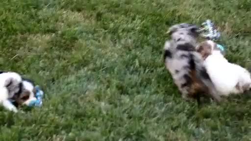 Cavapoo dogs for sale: Sadie - Video 4