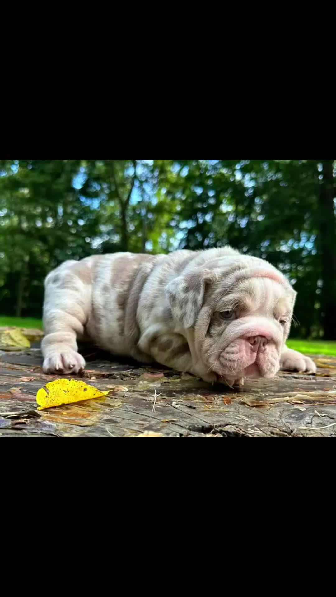 English Bulldog dogs for sale: DOLLY - CHOCOLATR TRI MERLE PRINCESS IN HOLLYWOOD - USA DELIVERY - Video 2