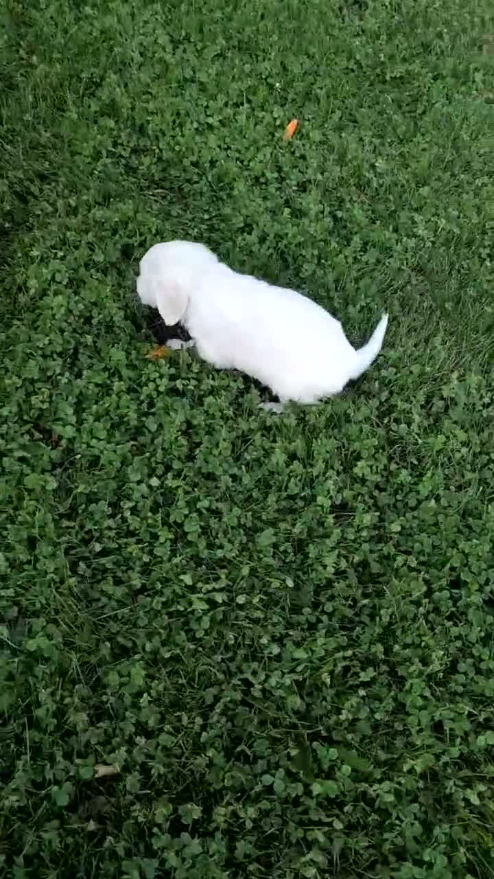Golden Retriever dogs for sale: Bailey - Video 1