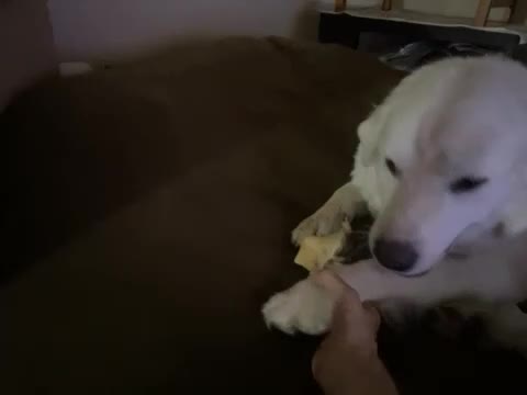 Great Pyrenees dogs for sale: Great Pyrenees Puppy 1 - Video 1