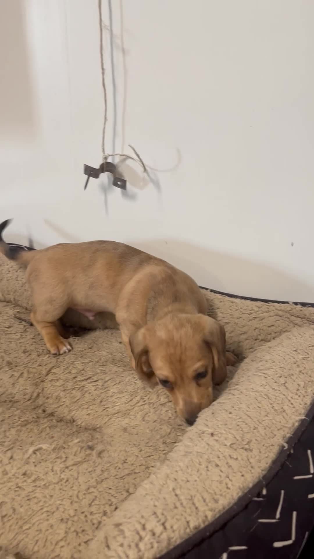 Miniature Dachshund dogs for sale: Ansh  - Video 1