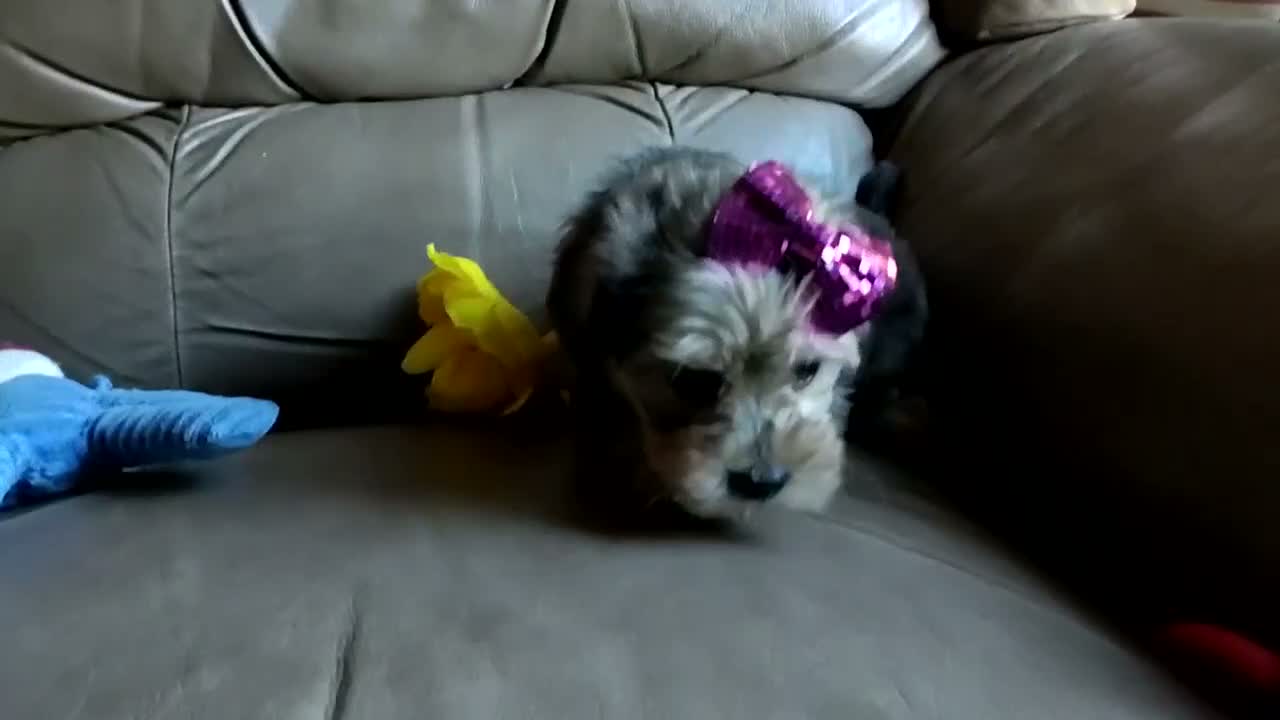 Yorkiepoo dogs for sale: Ms. Teapot  - Video 1
