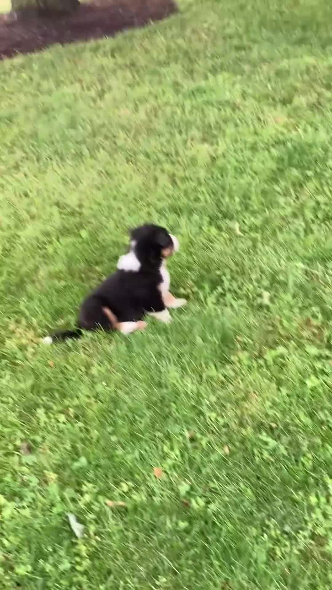 Australian Shepherd dogs for sale: Bella - Video 1