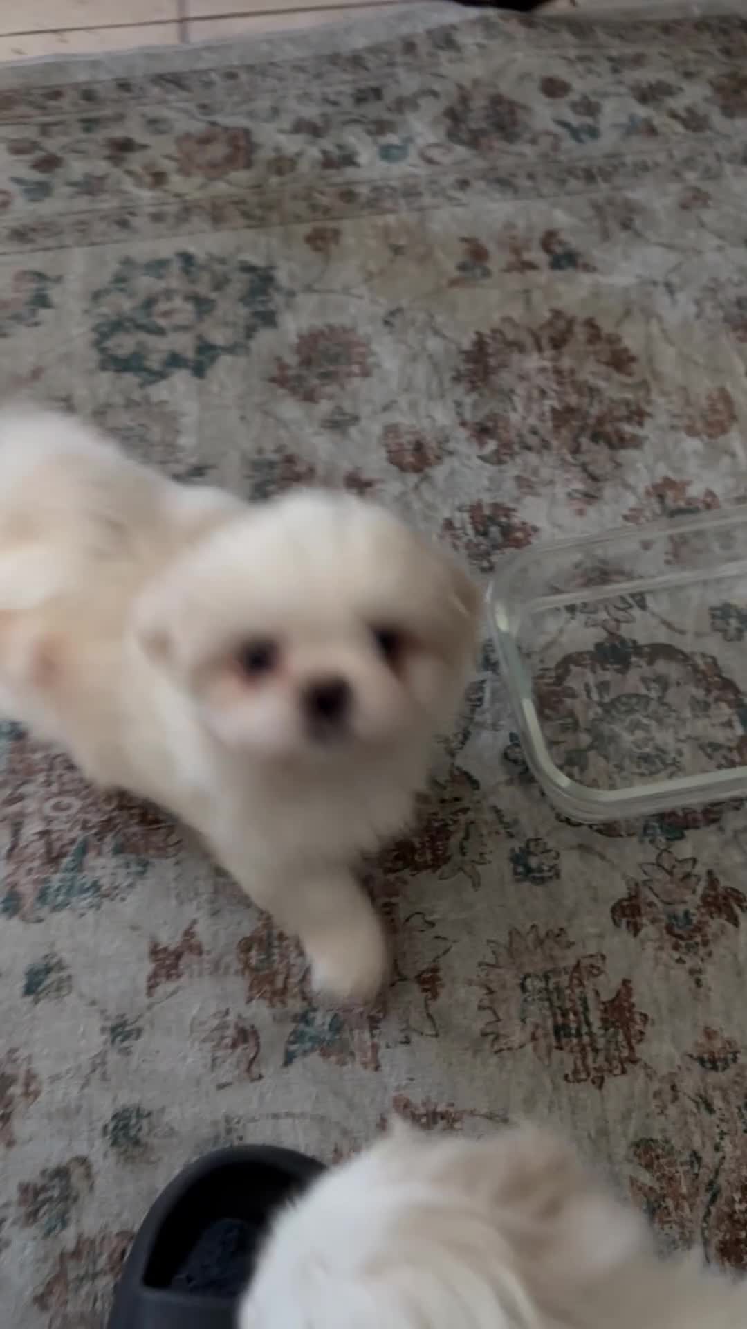 Mixed Breed dogs for sale: cloud  - Video 1