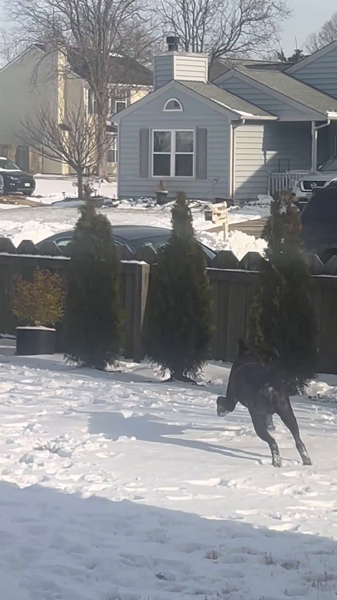 Mixed Breed dogs for sale: Mixed Breed Puppy 1 - Video 1