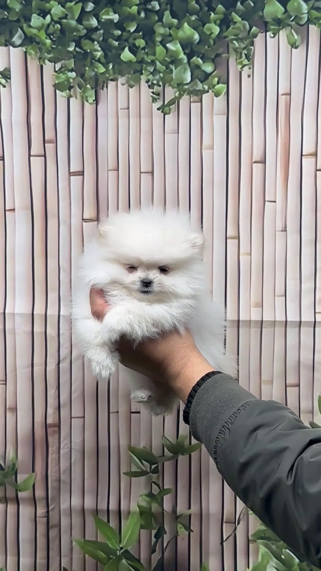 Pomeranian dogs for sale: Pomeranian Puppy 1 - Video 1