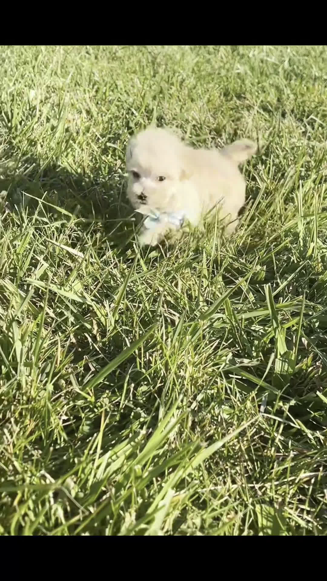 Maltipoo dogs for sale: Butters - Video 1