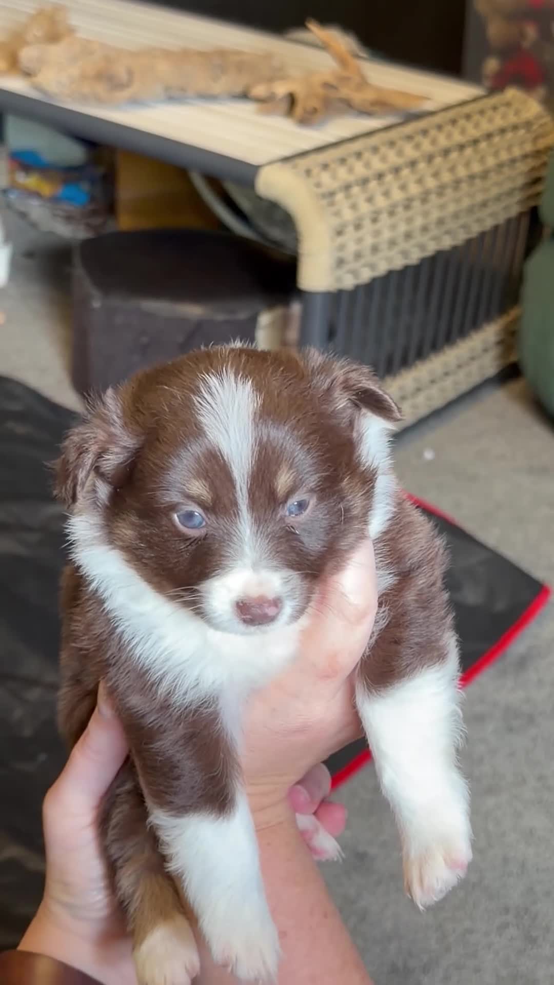 Miniature Australian Shepherd dogs for sale: Purple  - Video 1