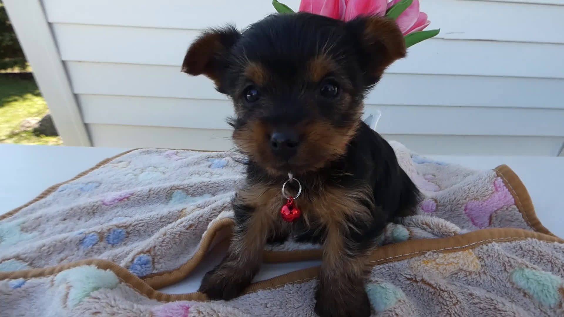 Yorkshire Terrier dogs for sale: Yorkshire Terrier Puppy 5 Mika - Video 1