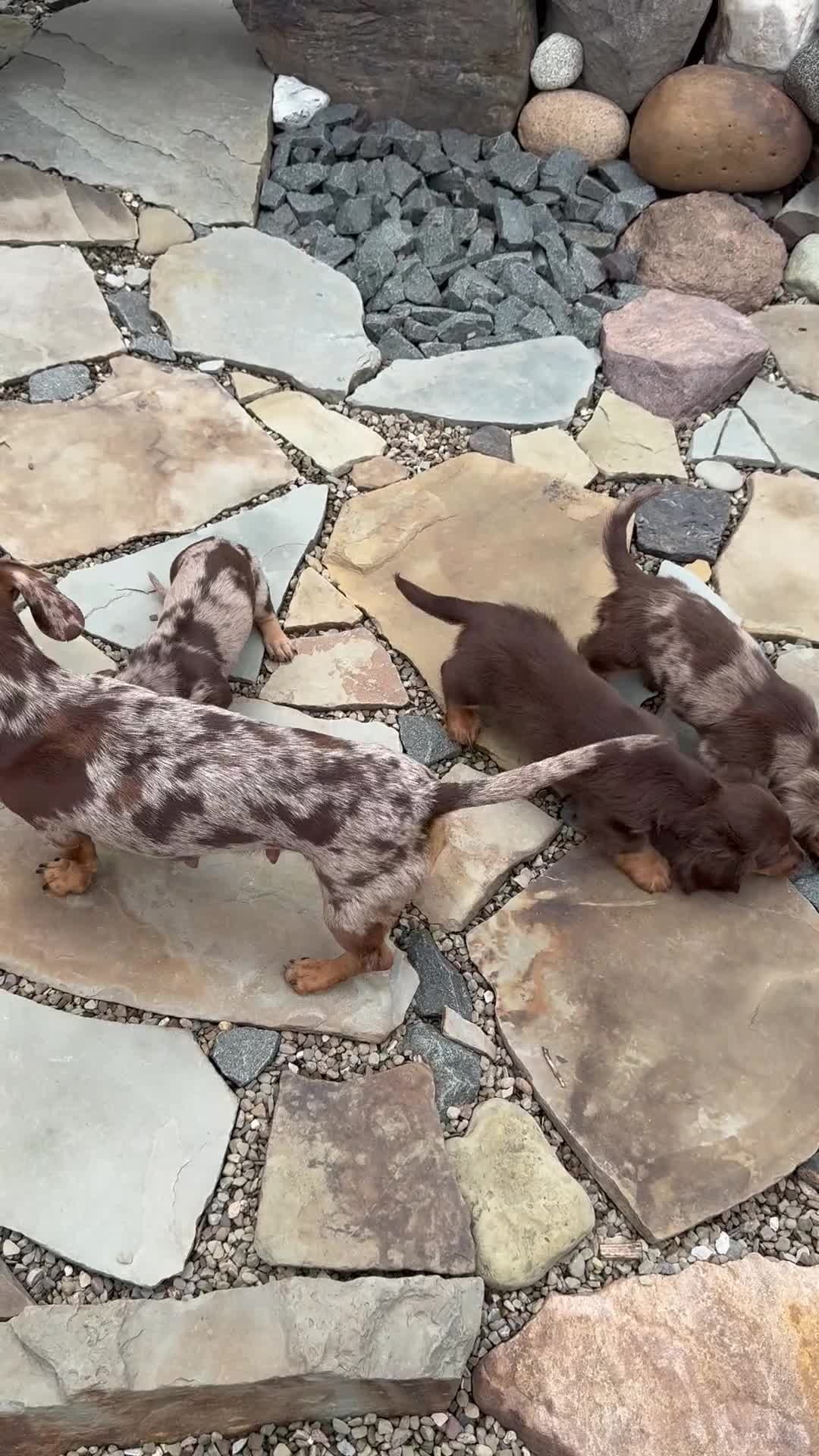 Miniature Dachshund dogs for sale: Miniature Dachshund Puppy 1 - Video 1