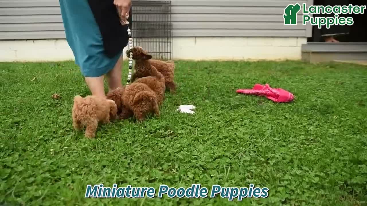 Miniature Poodle dogs for sale: Owl - Video 1