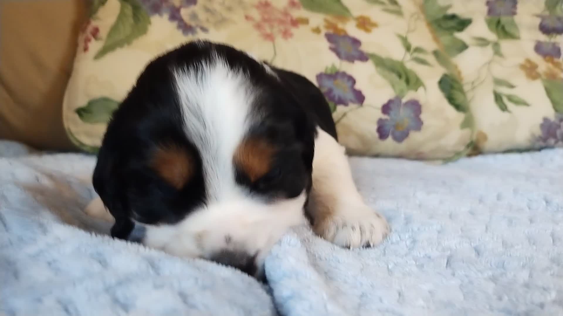 English Springer Spaniel dogs for sale: Beth - Video 1