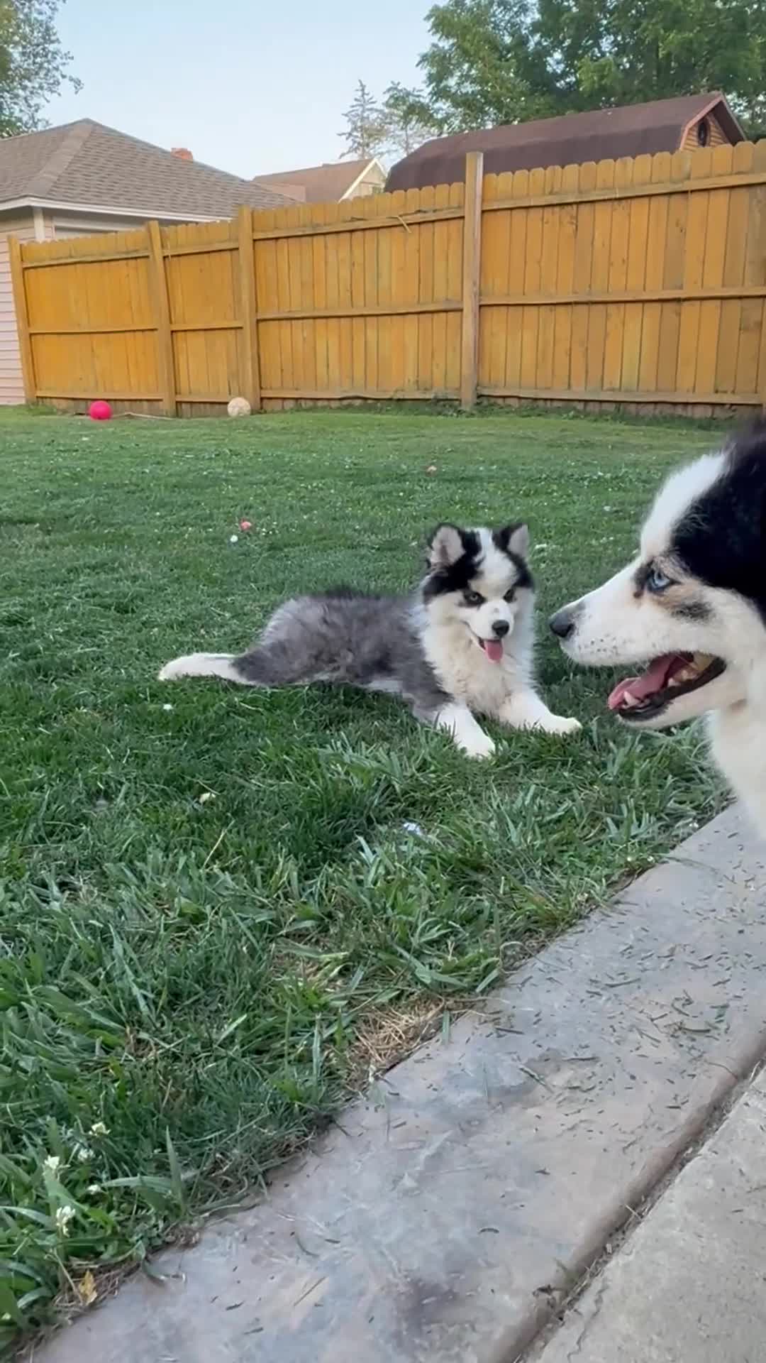 Pomsky dogs for sale: Pomsky 2 - Video 2