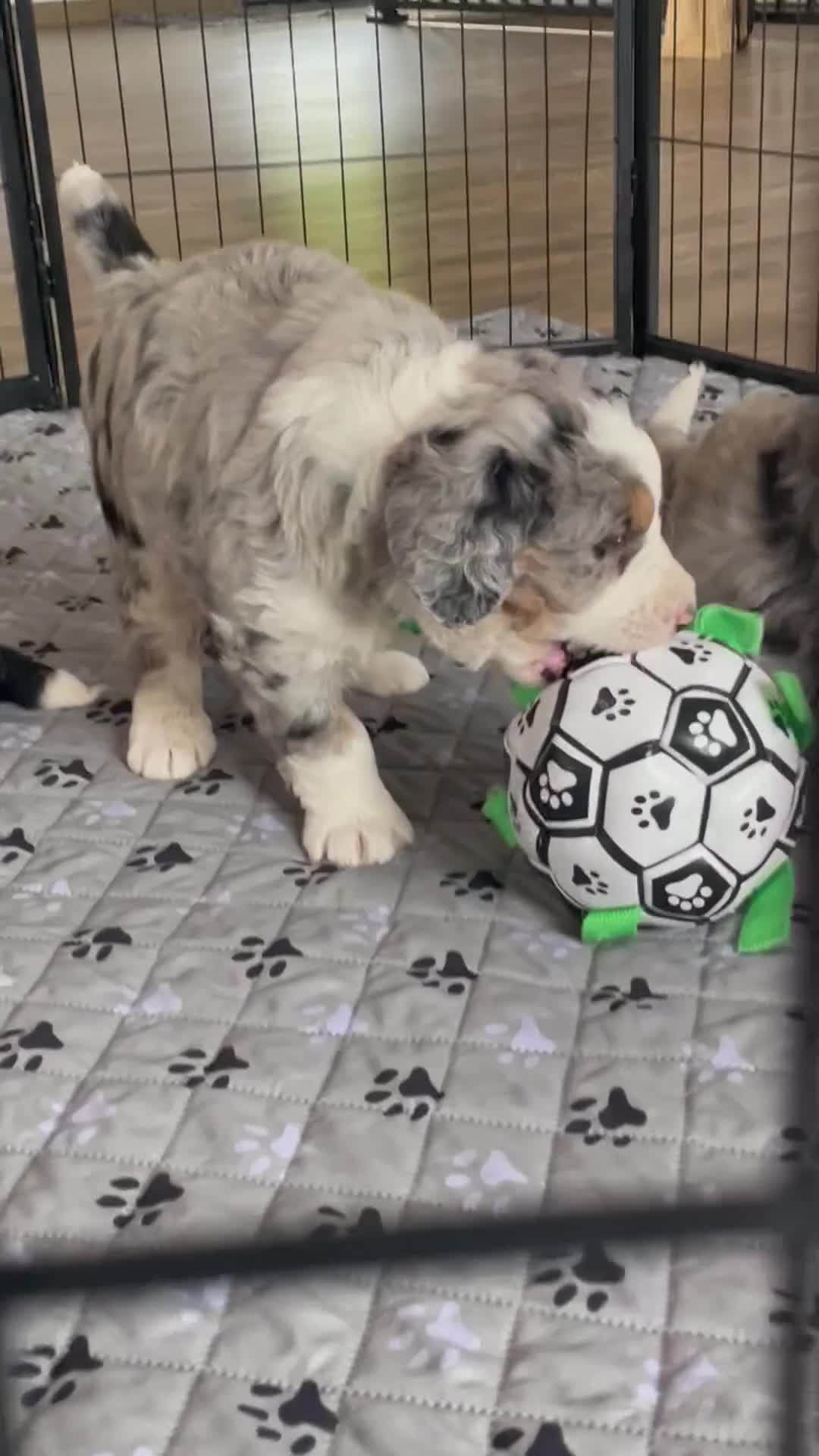 Bernedoodle dogs for sale: Mr. Simba - Video 1