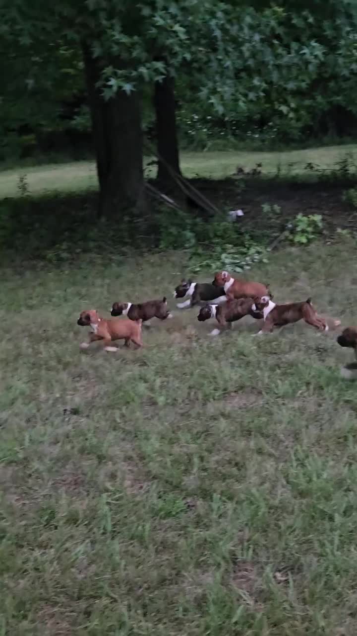Boxer dogs for sale: Boxer 5 - Video 2
