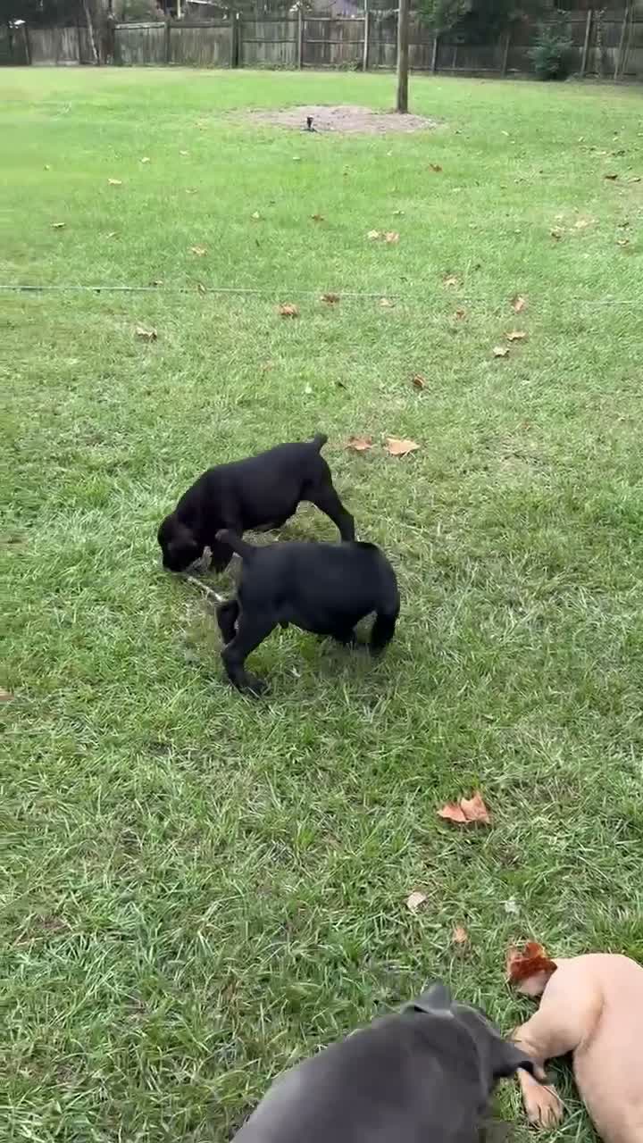 Cane Corso dogs for sale: Cane Corso 4 - Video 1