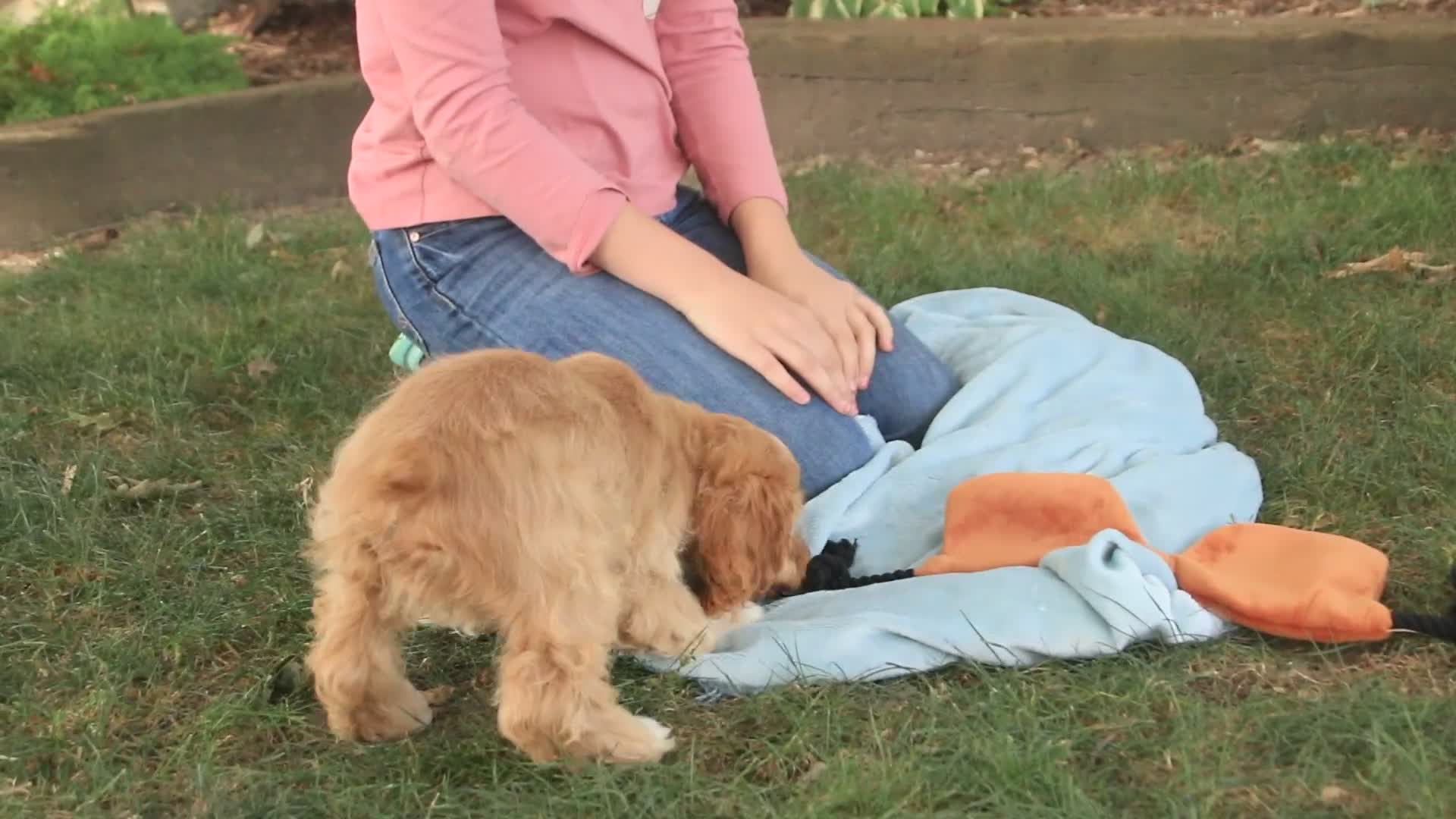 Cocker Spaniel dogs for sale: Atlas Cocker Spaniel  - Video 1