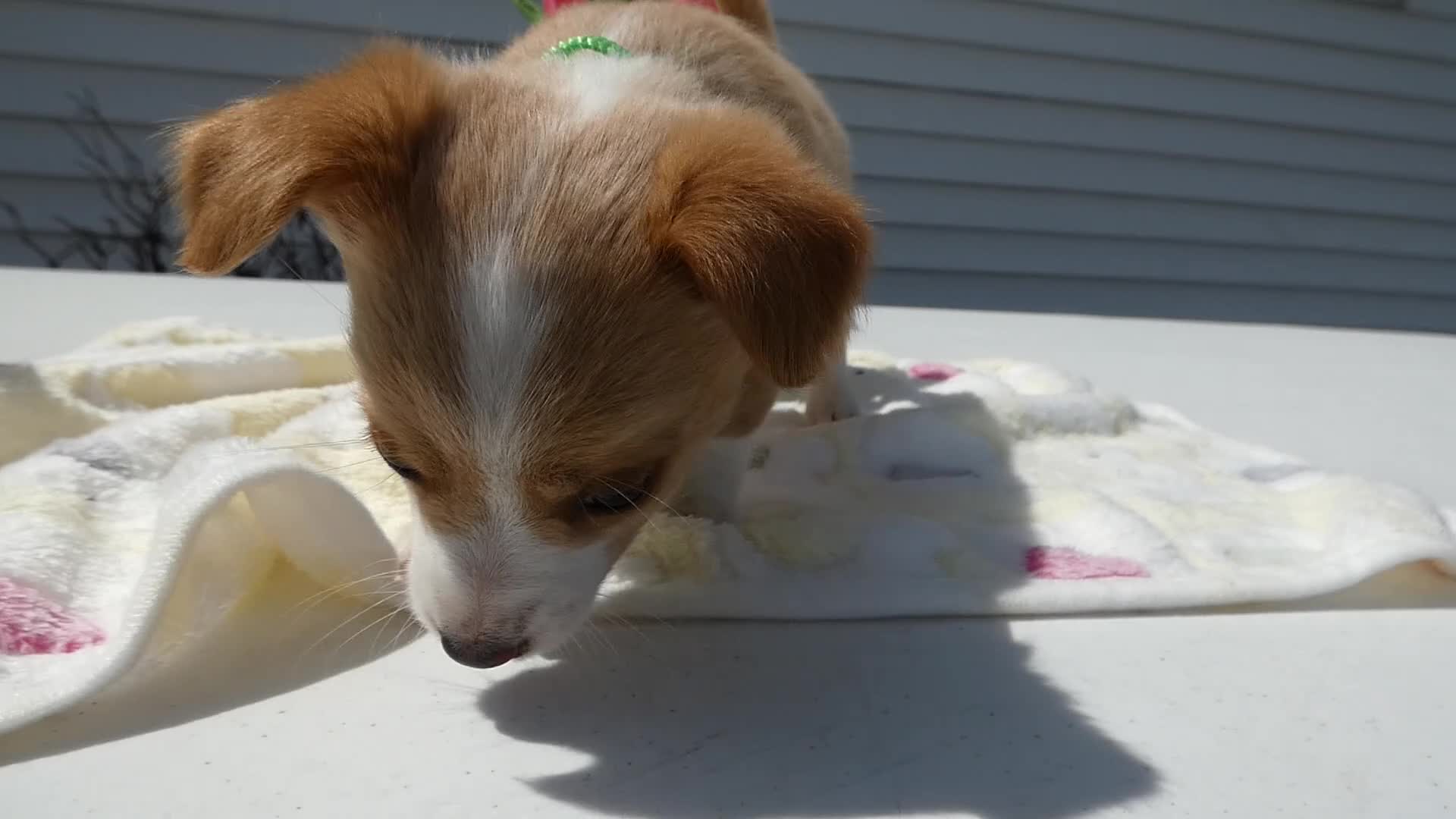 Jack Russell Terrier dogs for sale: Jack Russell Terrier Puppy 3 Smilee - Video 1