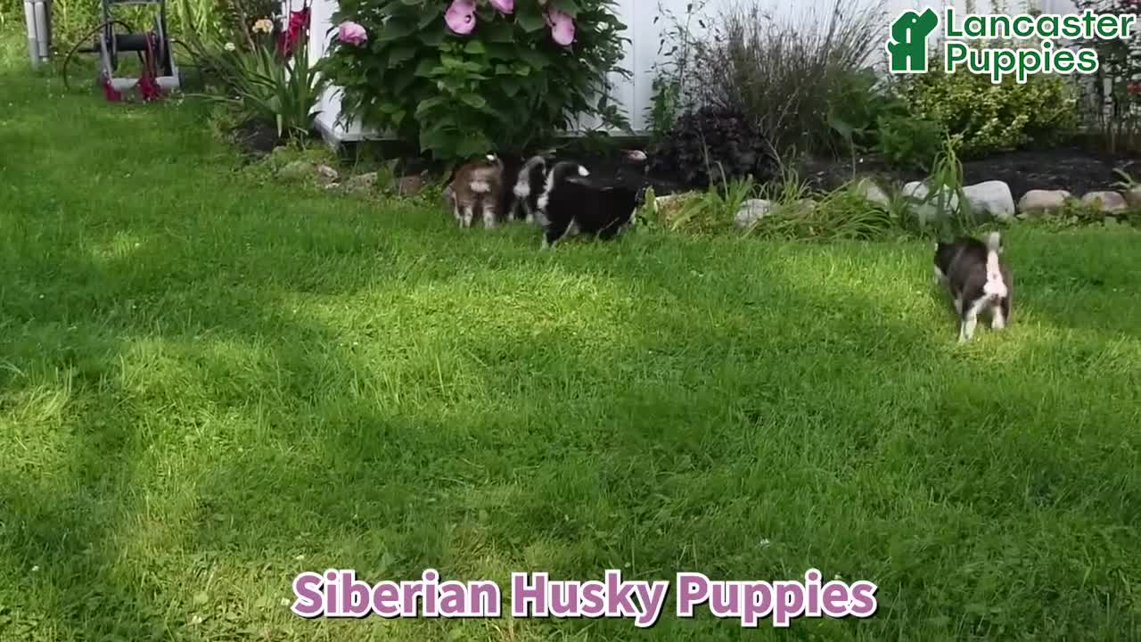 Siberian Husky dogs for sale: Aspen - Video 1