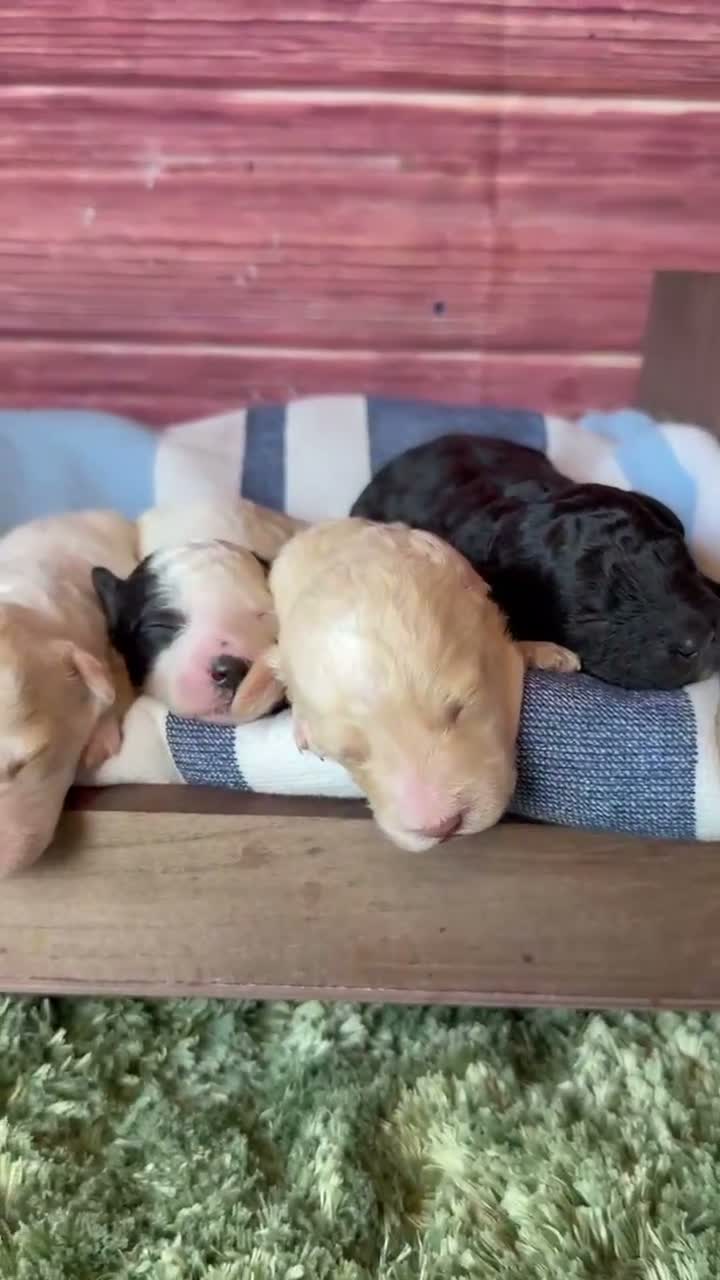 Maltipoo dogs for sale: elio - Video 1