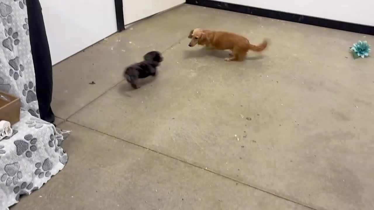 Miniature Dachshund dogs for sale: George - Video 1