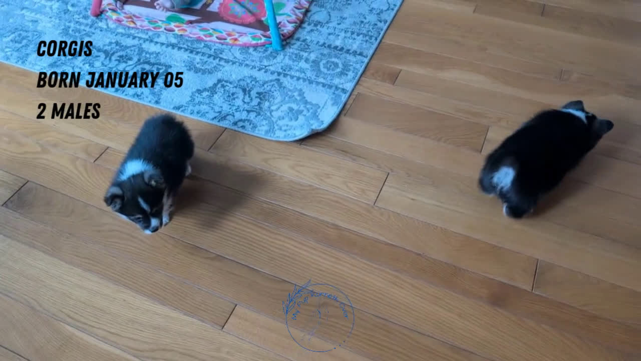 Welsh Corgi Pembroke dogs for sale: Nemo - Video 3