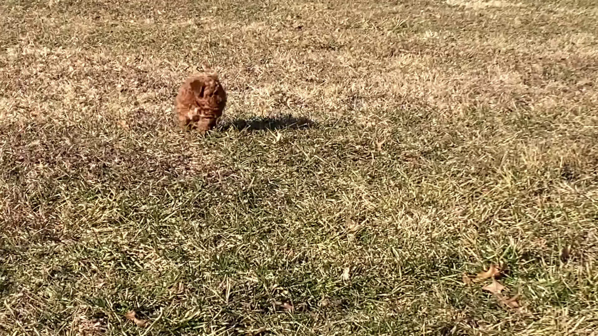 Toy Poodle dogs for sale: River - Video 1